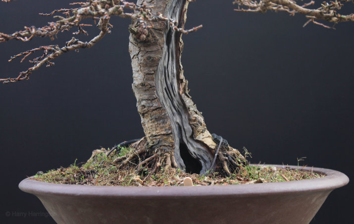 Larch Bonsai Carving and Styling 